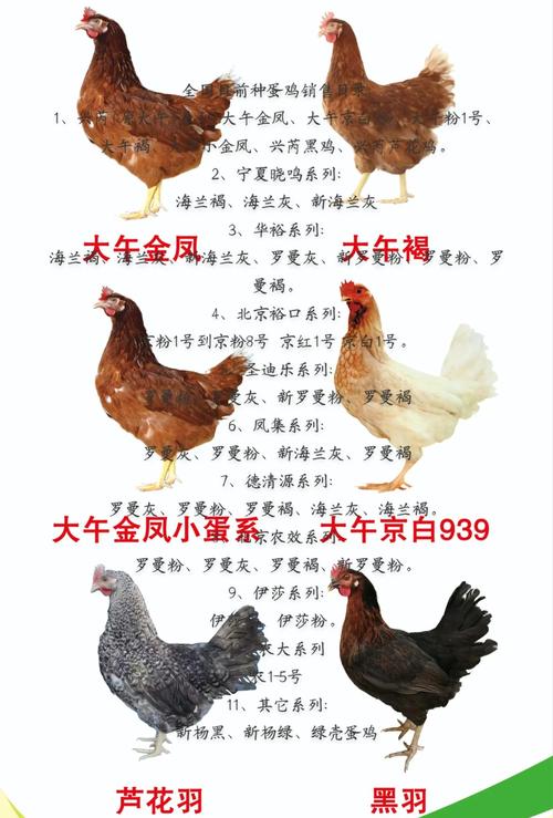 辽宁肉鸡雏多少价格-第2张图片-宁夏农业信息网