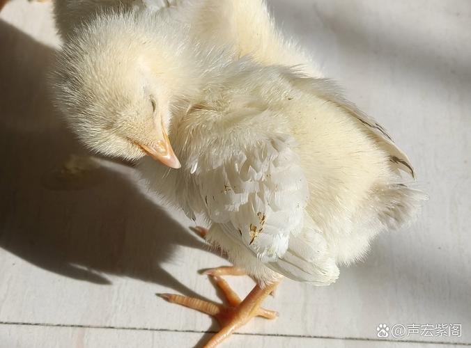 辽宁肉鸡雏多少价格-第1张图片-宁夏农业信息网