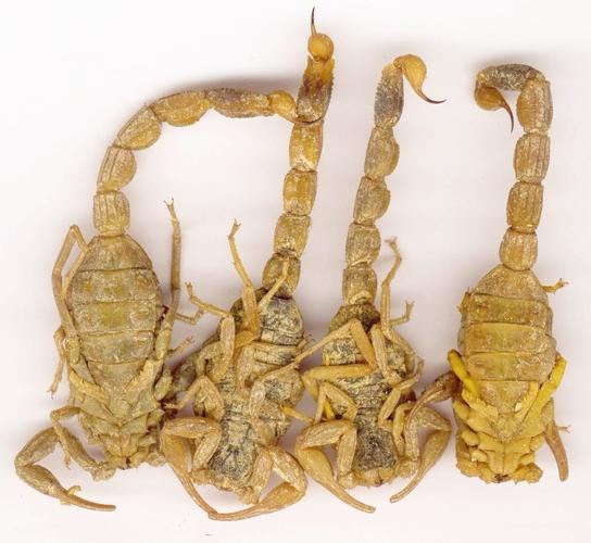 正宗全蝎价格是多少-第3张图片-宁夏农业信息网