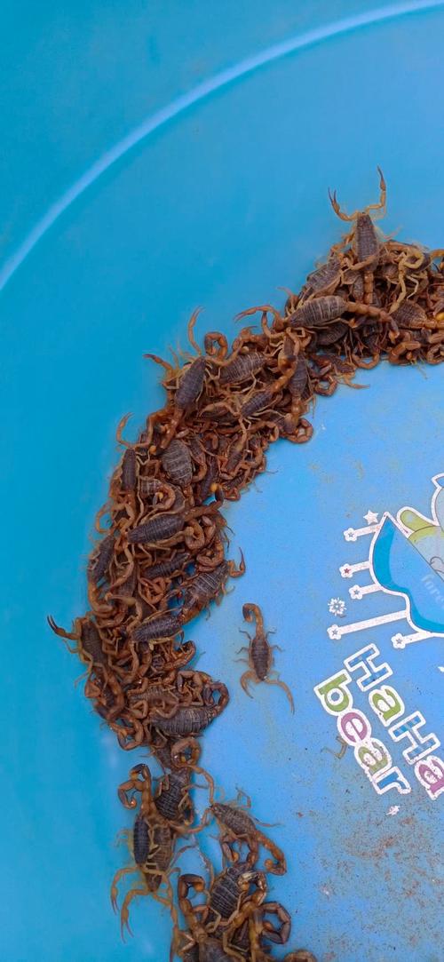 正宗全蝎价格是多少-第2张图片-宁夏农业信息网