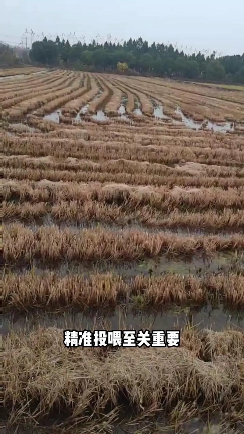 龙虾什么时候开始养殖-第1张图片-宁夏农业信息网