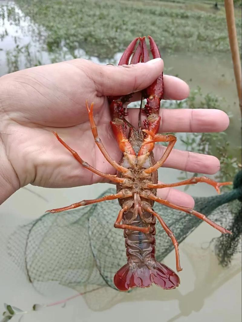 龙虾什么时候开始养殖-第3张图片-宁夏农业信息网