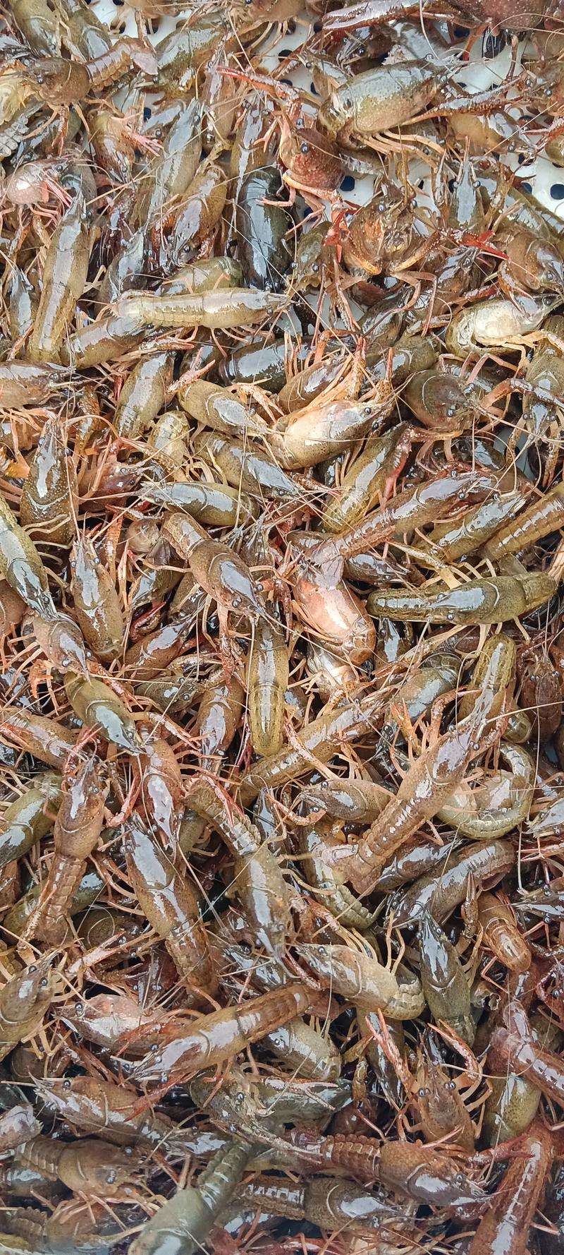 龙虾什么时候开始养殖-第2张图片-宁夏农业信息网