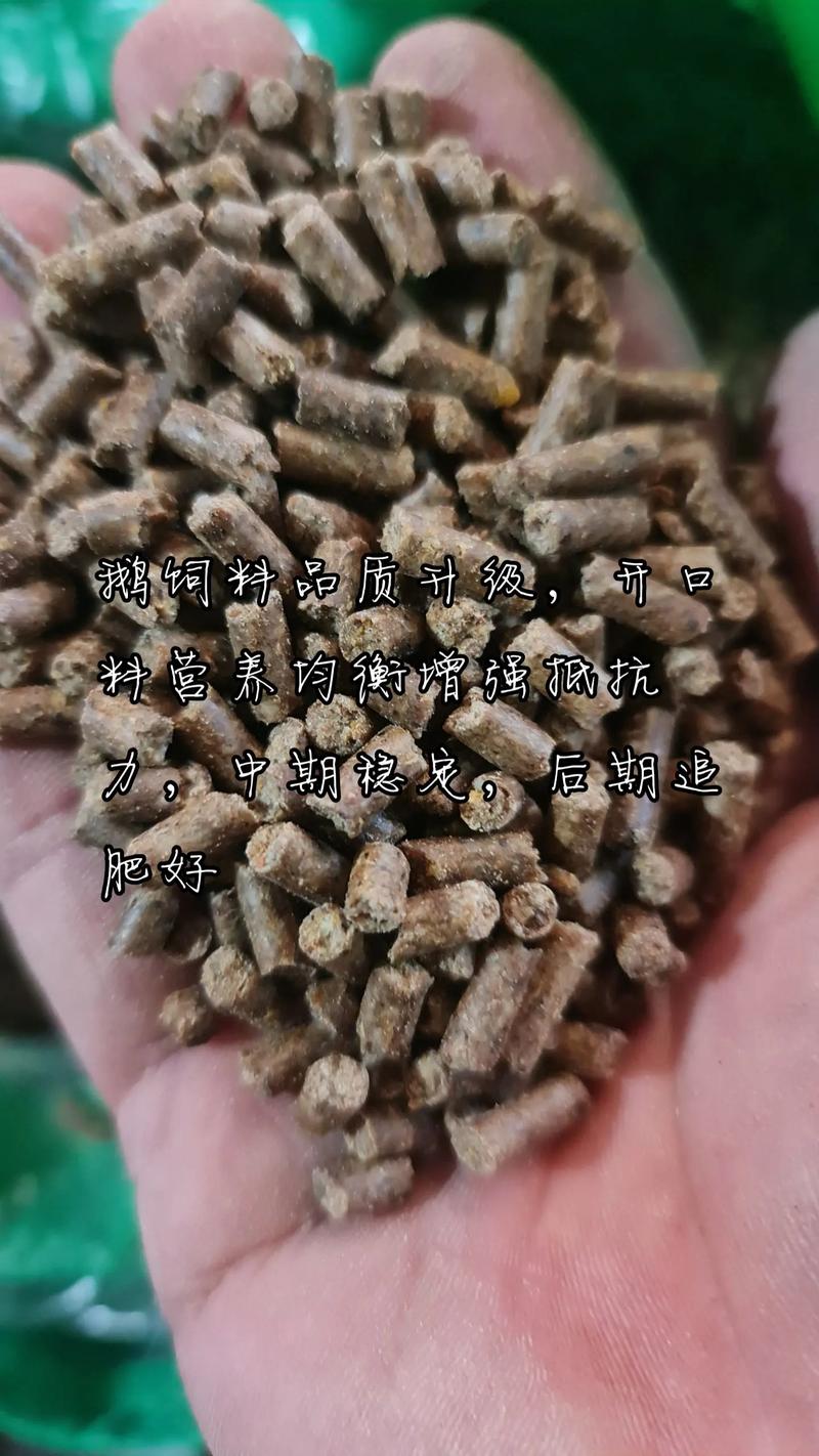 鹅不产蛋喂什么饲料-第3张图片-宁夏农业信息网 鹅不产蛋喂什么饲料-第3张图片-宁夏农业信息网