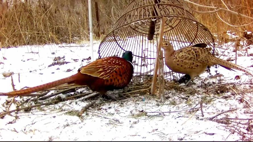 野鸡用什么饲料-第2张图片-宁夏农业信息网