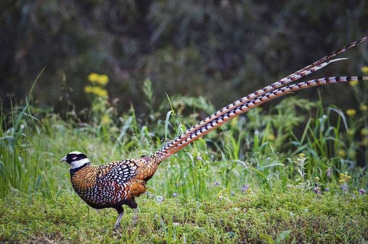野鸡用什么饲料-第1张图片-宁夏农业信息网 野鸡用什么饲料-第1张图片-宁夏农业信息网