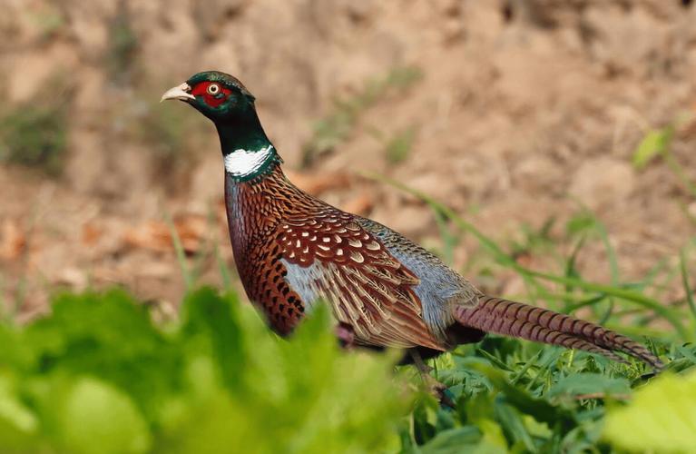 野鸡用什么饲料-第3张图片-宁夏农业信息网