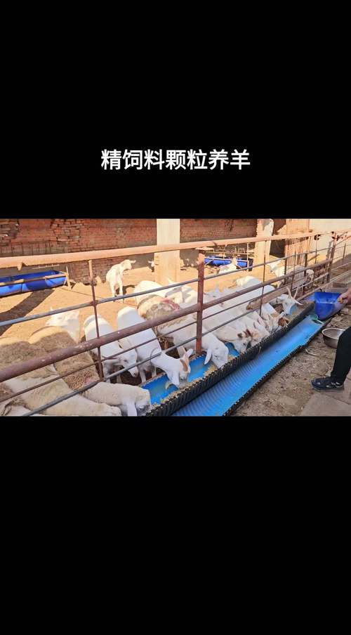 喂羊喂什么饲料好-第3张图片-宁夏农业信息网