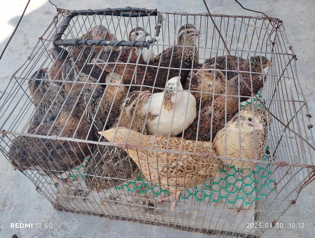 鹌鹑价格多少2017年-第2张图片-宁夏农业信息网