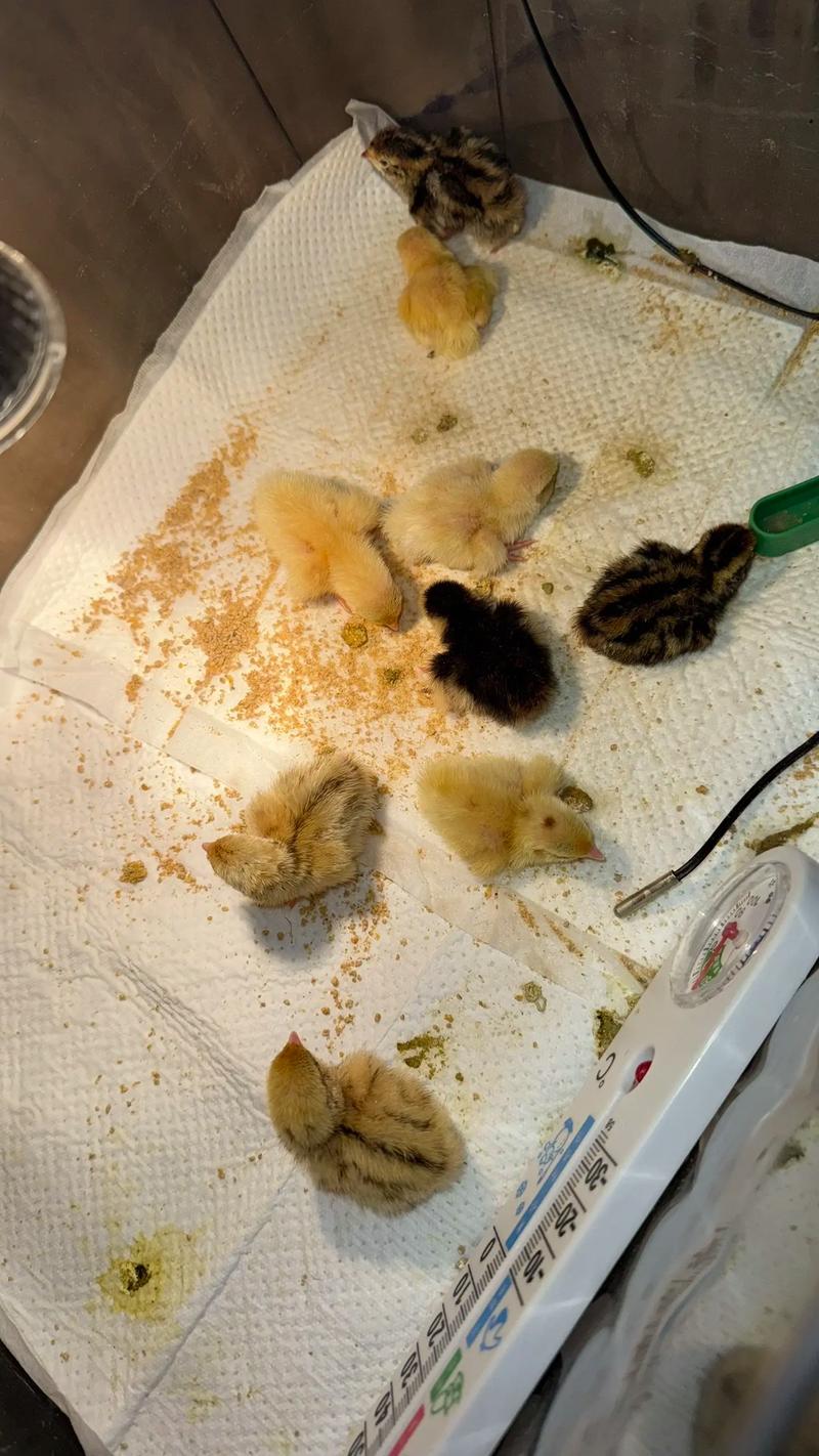 鹌鹑价格多少2017年-第3张图片-宁夏农业信息网