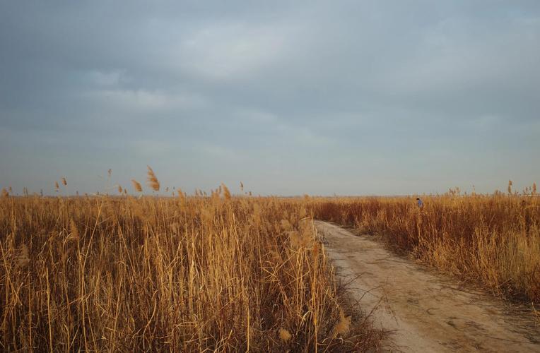 黄河滩最适合养殖什么意思-第2张图片-宁夏农业信息网