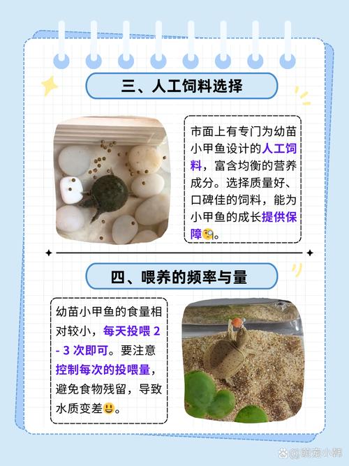 甲鱼除了吃饲料还吃什么-第3张图片-宁夏农业信息网