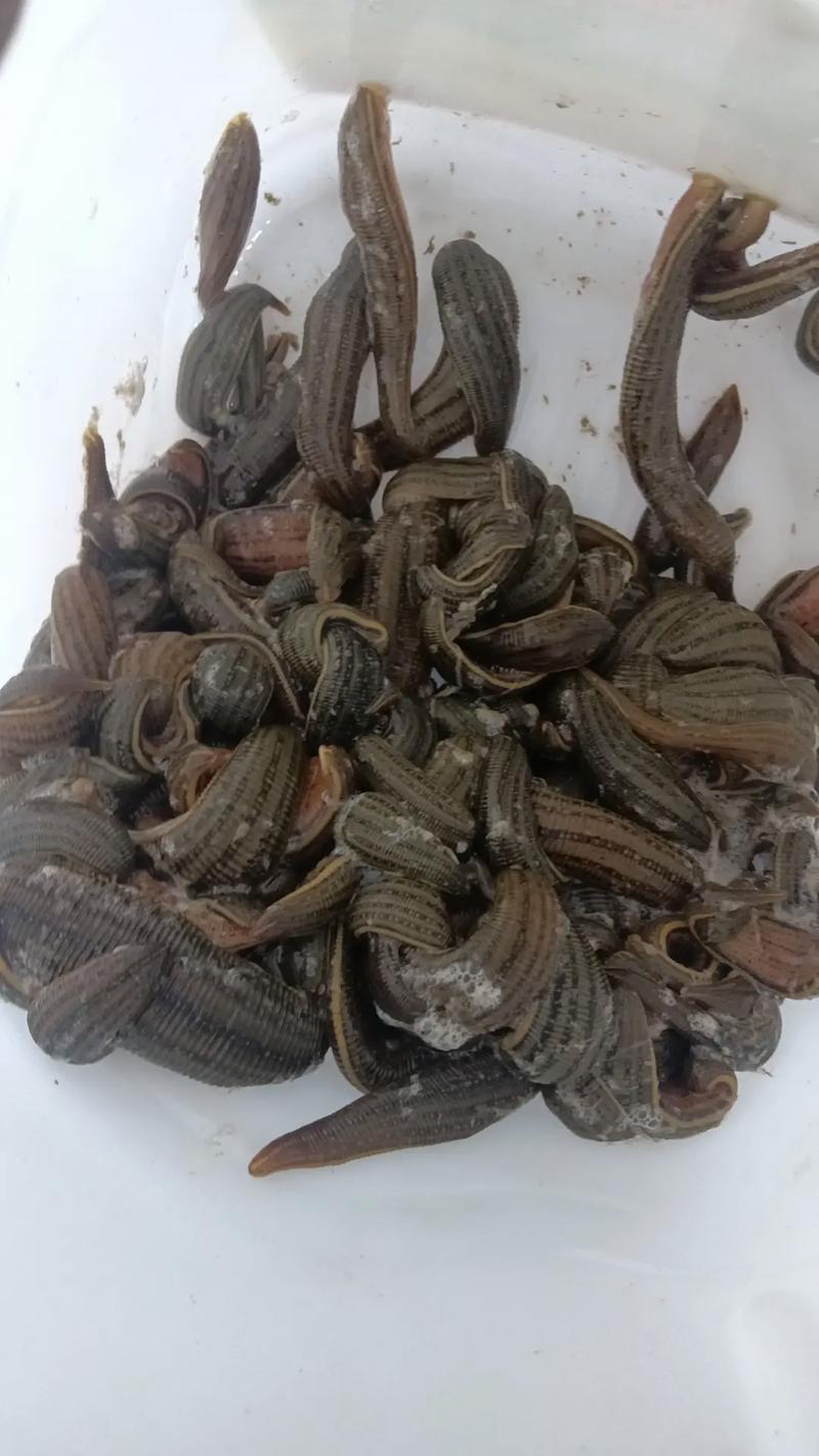 蚂蟥的价格是多少-第2张图片-宁夏农业信息网