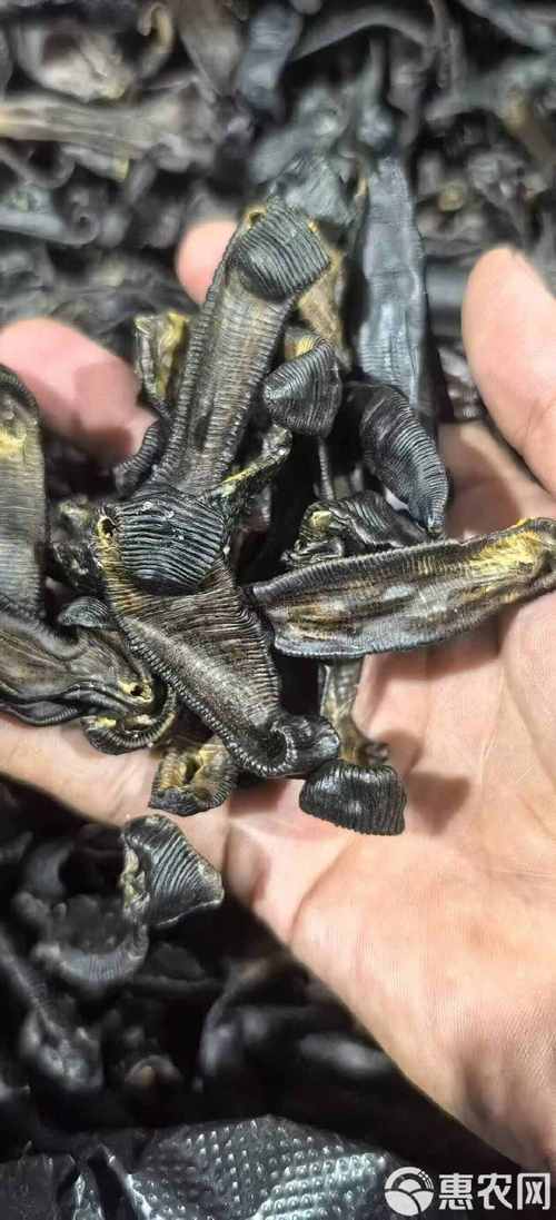 蚂蟥的价格是多少-第3张图片-宁夏农业信息网