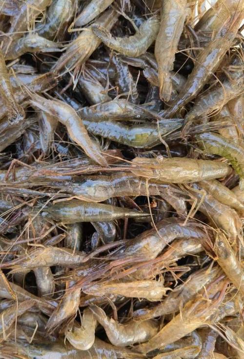 养殖青虾什么时候出货-第3张图片-宁夏农业信息网