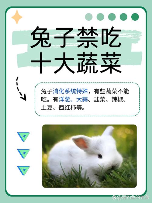 兔子为什么不能吃鸭饲料-第1张图片-宁夏农业信息网