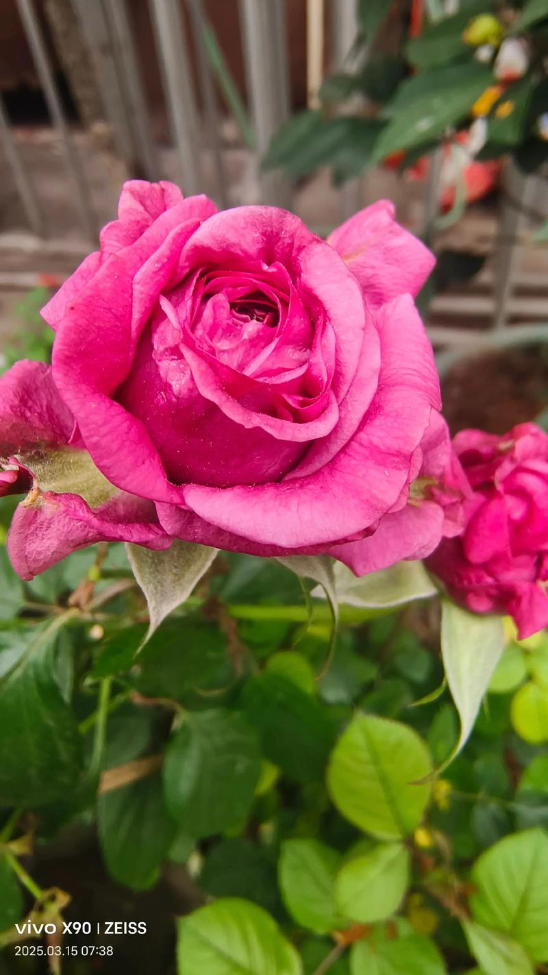 猪鸡吃什么饲料长得快-第1张图片-宁夏农业信息网 猪鸡吃什么饲料长得快-第1张图片-宁夏农业信息网