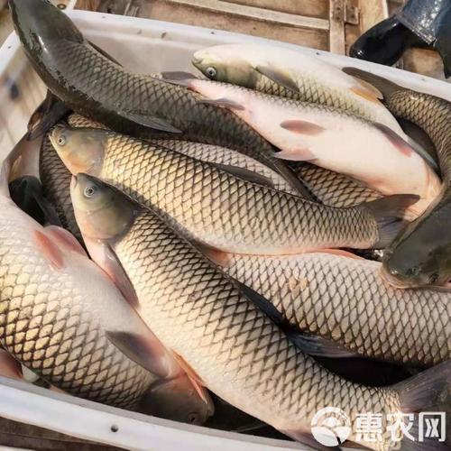 养殖草鱼爱吃什么-第3张图片-宁夏农业信息网 养殖草鱼爱吃什么-第3张图片-宁夏农业信息网