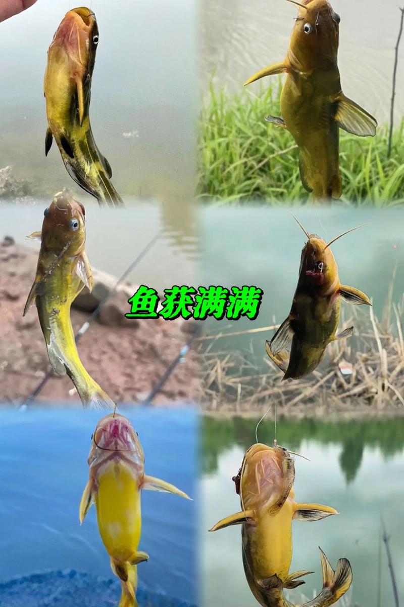 黄辣丁用什么饲料喂养-第2张图片-宁夏农业信息网