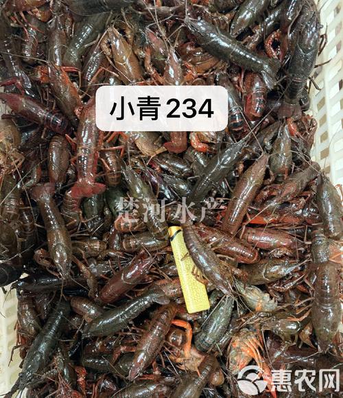 小龙虾养殖用什么水-第3张图片-宁夏农业信息网