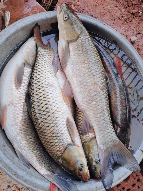 水产养殖草鱼吃什么-第3张图片-宁夏农业信息网