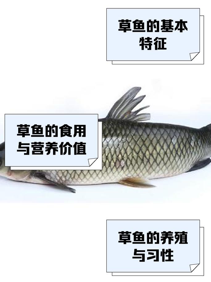 水产养殖草鱼吃什么-第2张图片-宁夏农业信息网