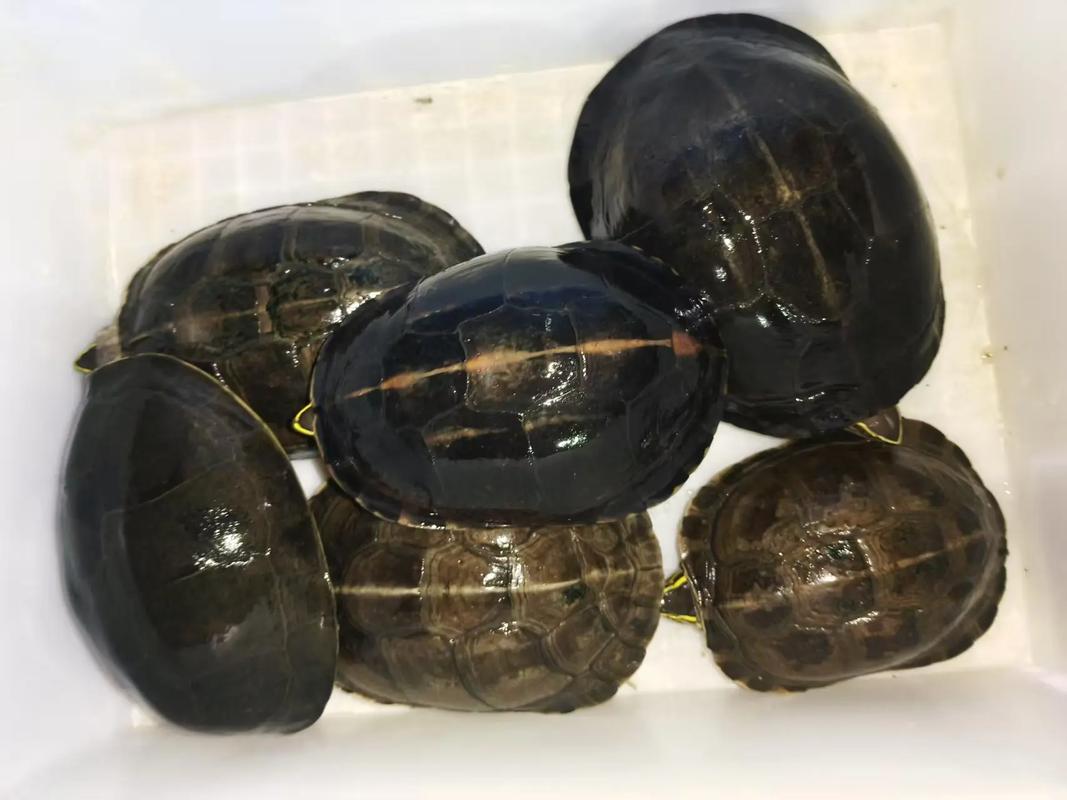 线安龟价格多少-第3张图片-宁夏农业信息网 线安龟价格多少-第3张图片-宁夏农业信息网