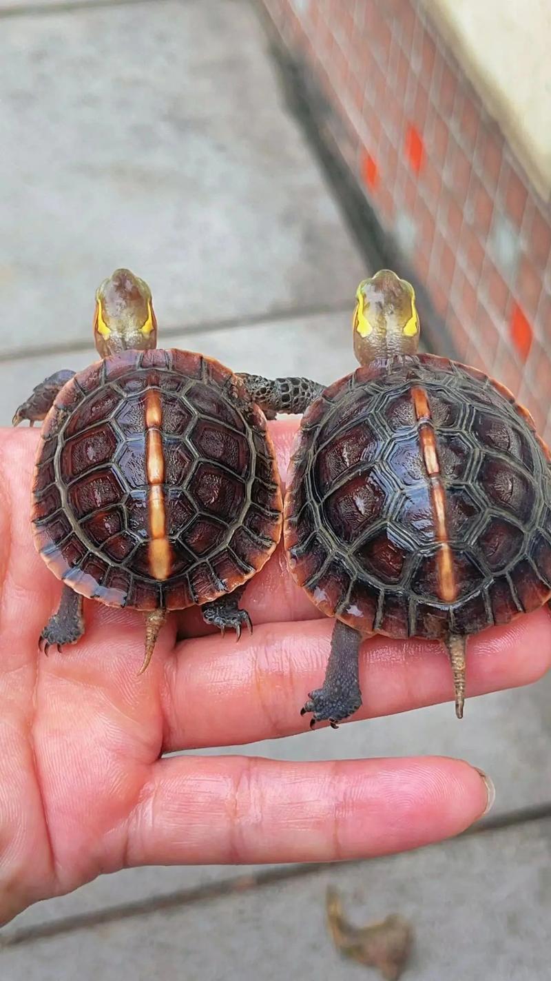 线安龟价格多少-第2张图片-宁夏农业信息网 线安龟价格多少-第2张图片-宁夏农业信息网