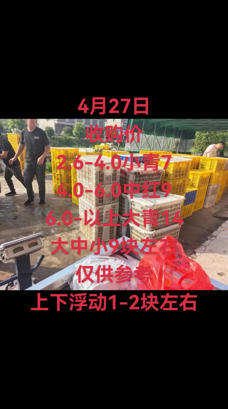 养龙虾价格是多少-第2张图片-宁夏农业信息网