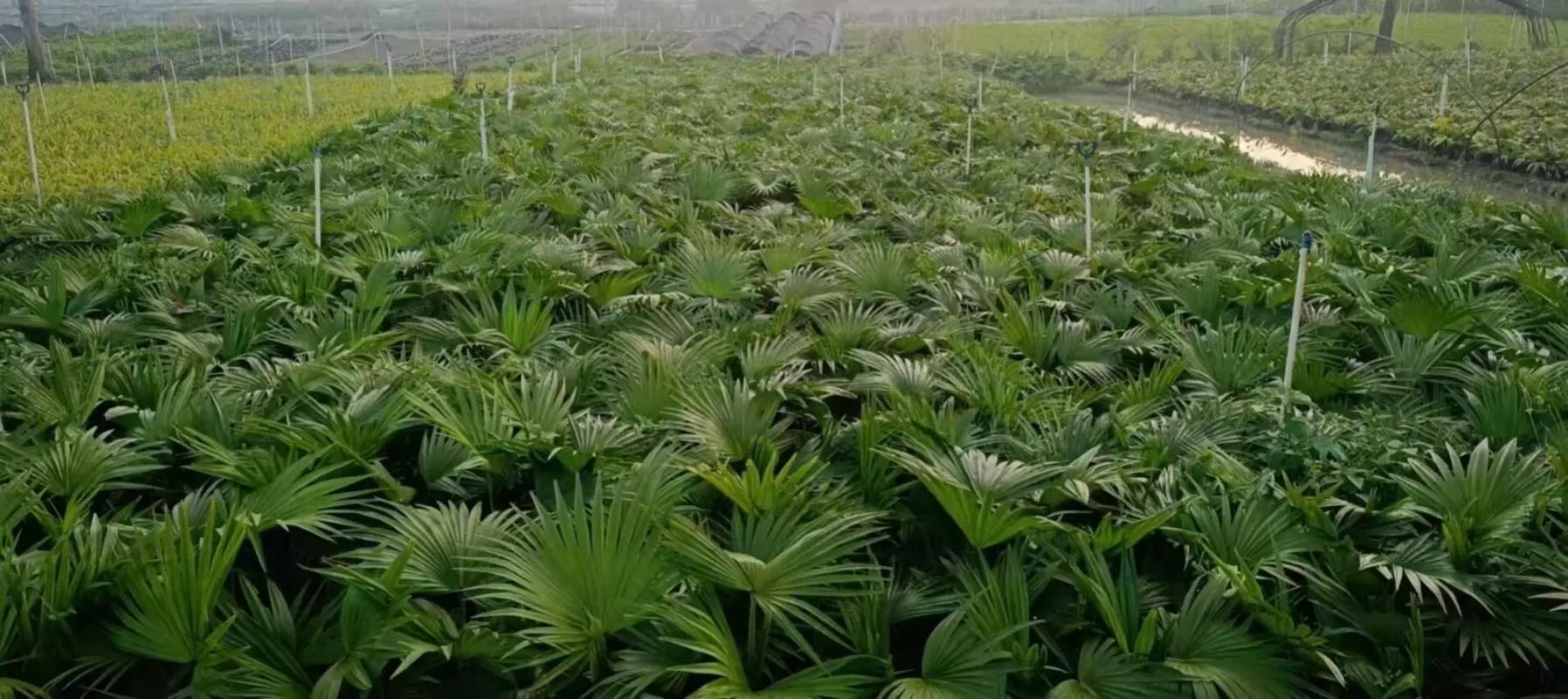 高蒲葵叶多少价格-第3张图片-宁夏农业信息网