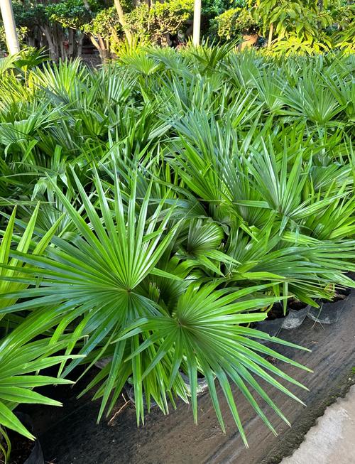 高蒲葵叶多少价格-第2张图片-宁夏农业信息网