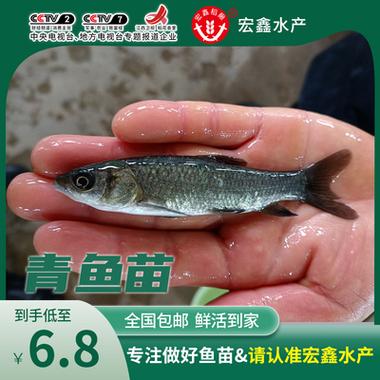 养白鲢用什么饲料-第3张图片-宁夏农业信息网