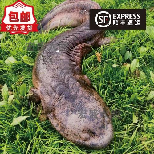 养殖娃娃鱼要什么证件-第3张图片-宁夏农业信息网