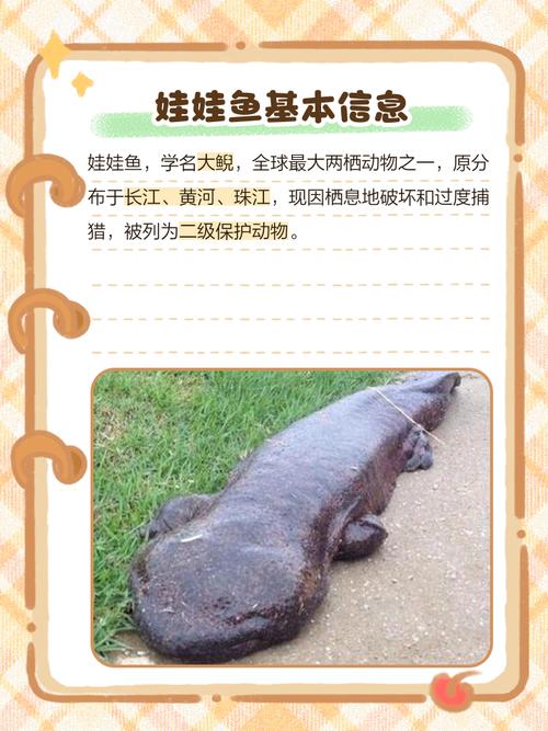 养殖娃娃鱼要什么证件-第2张图片-宁夏农业信息网