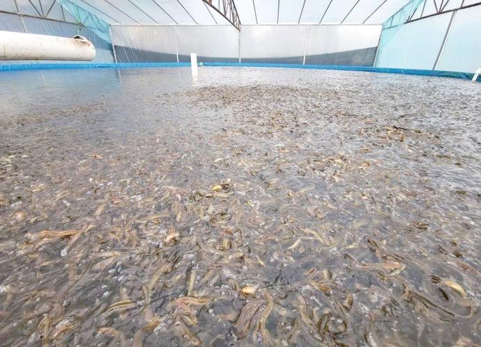 泥巴底淡水养殖什么-第2张图片-宁夏农业信息网