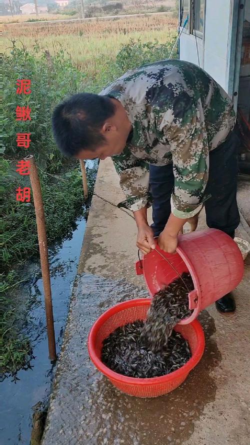 泥巴底淡水养殖什么-第3张图片-宁夏农业信息网