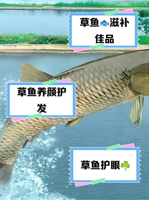 养草鱼什么时候喂饲料好-第3张图片-宁夏农业信息网