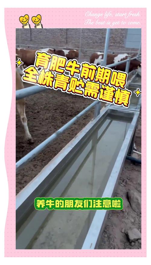 饲料喂牛有什么危害-第2张图片-宁夏农业信息网