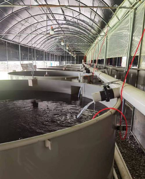 什么叫高密度养殖-第1张图片-宁夏农业信息网