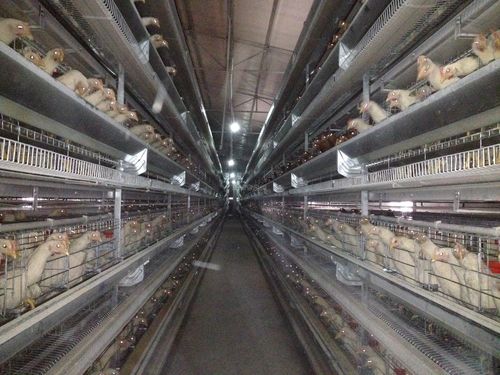 什么叫高密度养殖-第3张图片-宁夏农业信息网