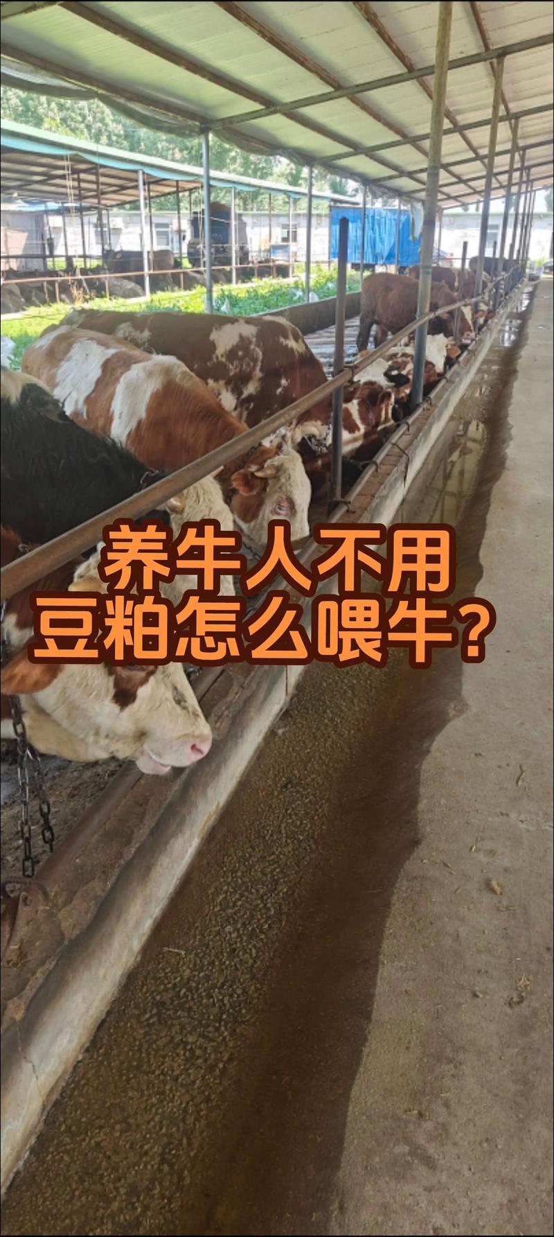 饲料喂牛有什么坏处-第3张图片-宁夏农业信息网