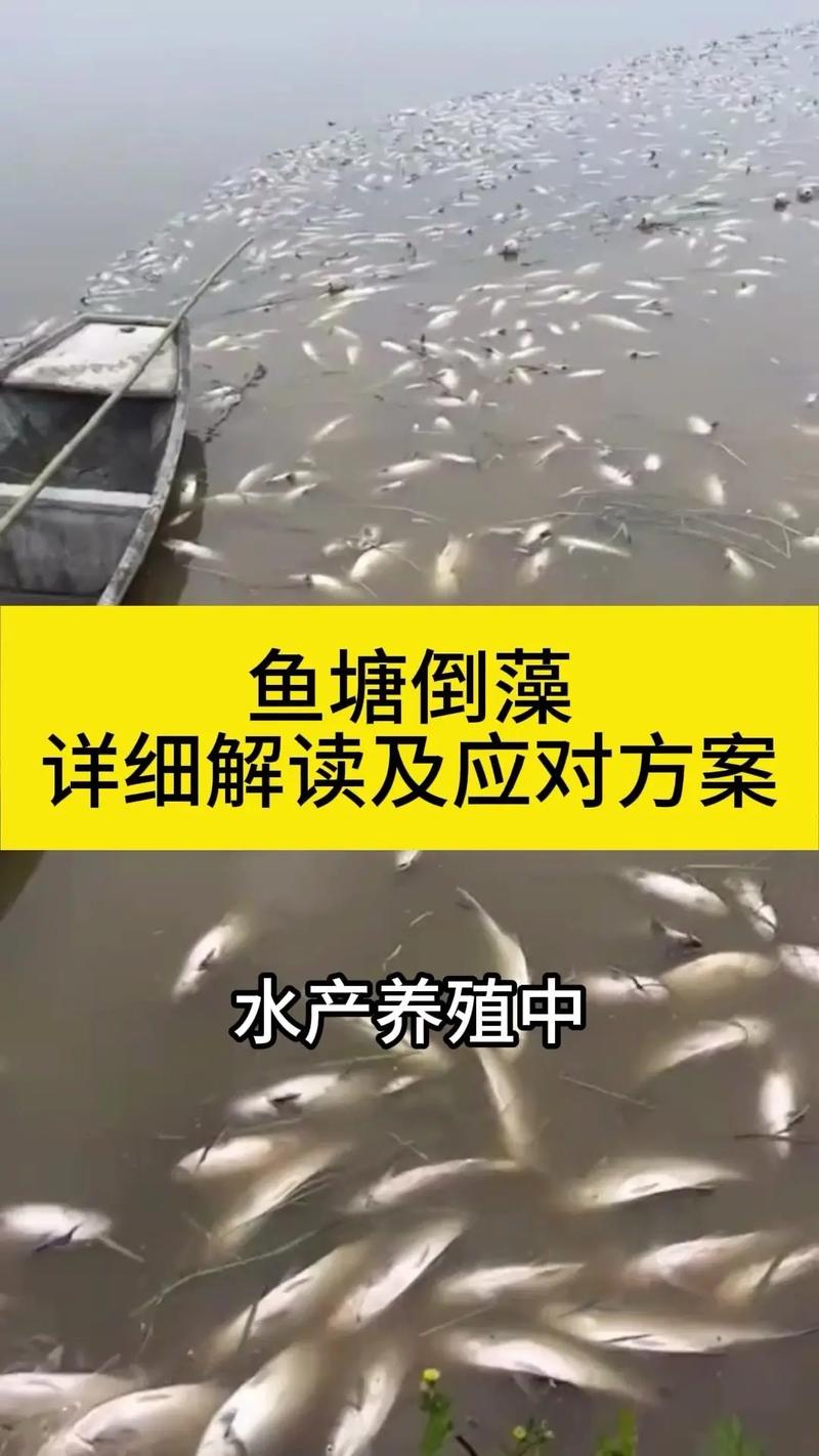 养殖什么水产-第2张图片-宁夏农业信息网