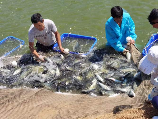 养殖什么水产-第3张图片-宁夏农业信息网