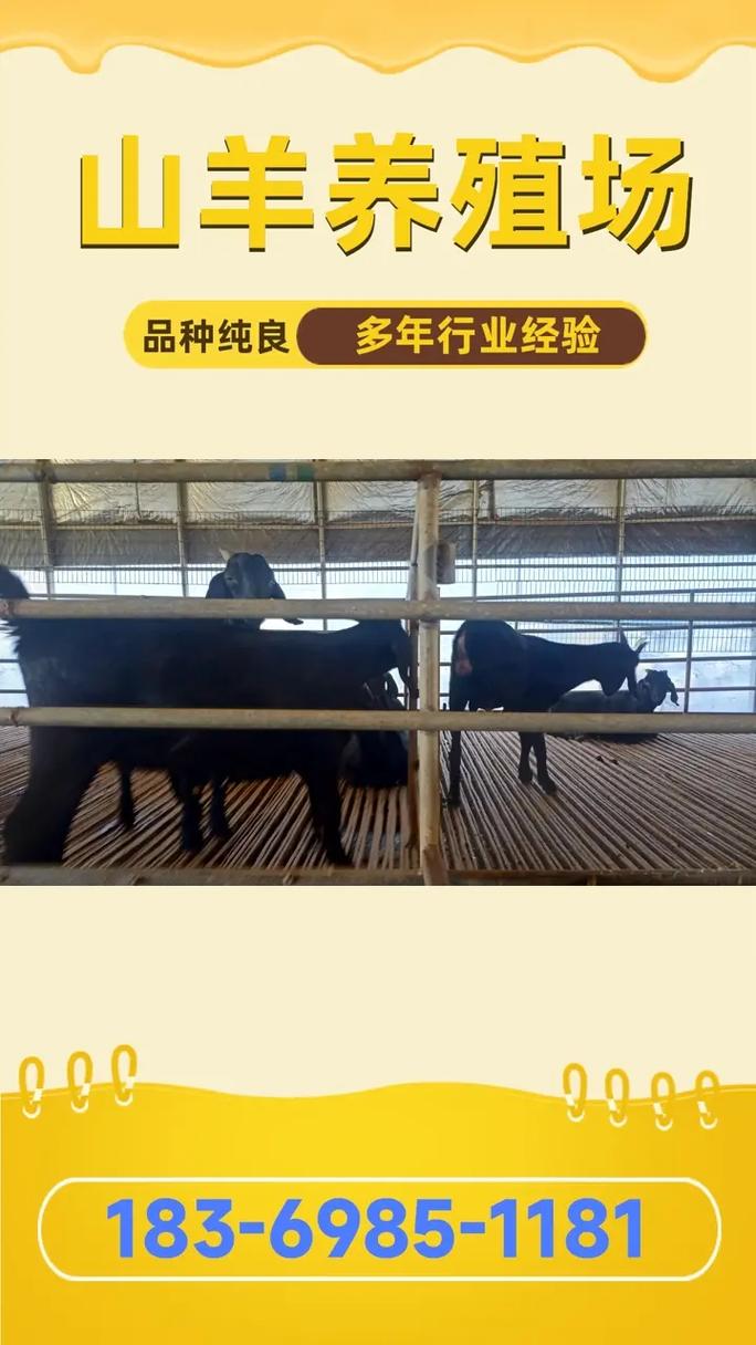 小尾寒羊现在价格是多少-第2张图片-宁夏农业信息网