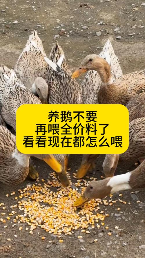 鹅下蛋期间需要喂什么饲料-第1张图片-宁夏农业信息网