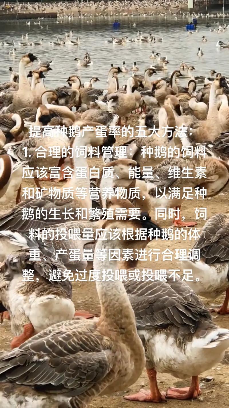 鹅下蛋期间需要喂什么饲料-第2张图片-宁夏农业信息网
