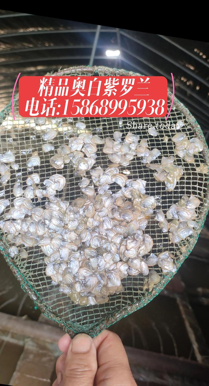 石蚌养殖该用什么饲料-第2张图片-宁夏农业信息网