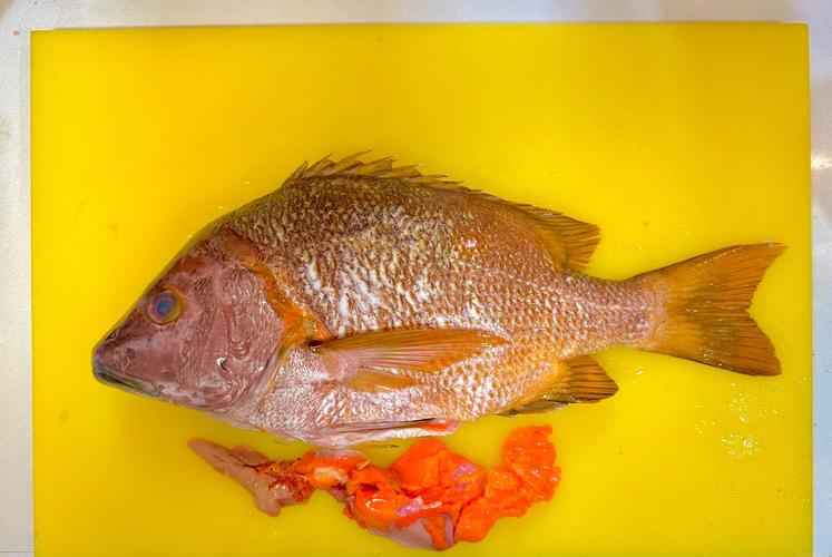 石蚌养殖该用什么饲料-第1张图片-宁夏农业信息网