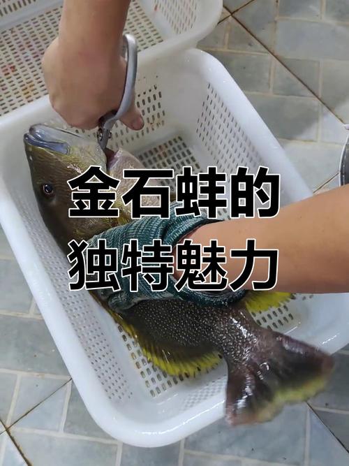 石蚌养殖该用什么饲料-第3张图片-宁夏农业信息网