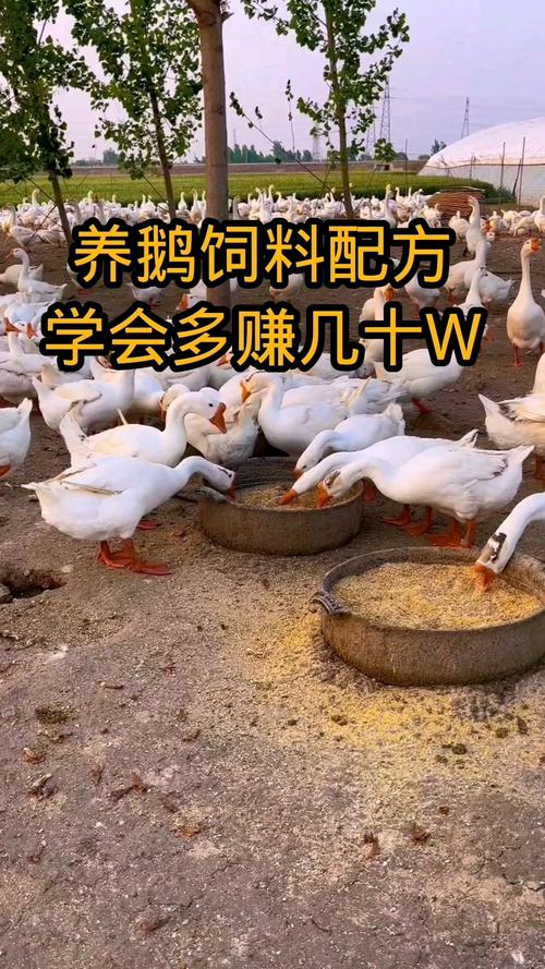 喂鹅的粗饲料是什么-第3张图片-宁夏农业信息网